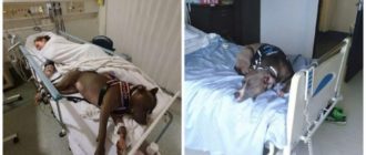 Vrai amour. Un chien fidèle a refusé de quitter sa maîtresse et lui a ainsi sauvé la vie