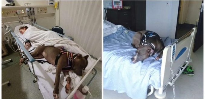 Vrai amour. Un chien fidèle a refusé de quitter sa maîtresse et lui a ainsi sauvé la vie