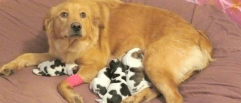 Arbeiter finden verlassenen Golden Retriever, der „Babykühe“ zur Welt bringt