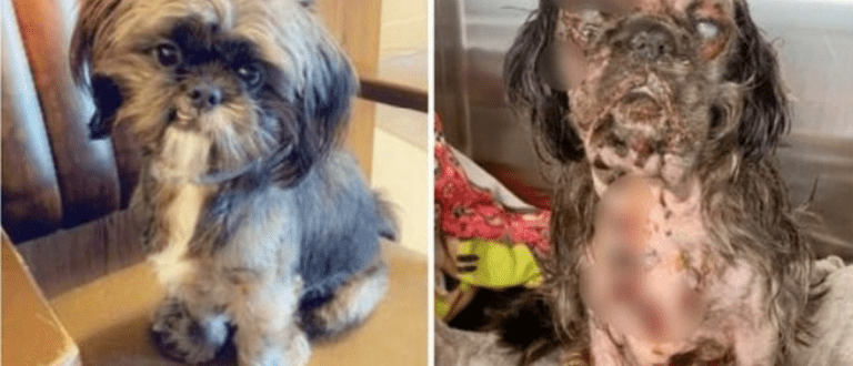 Assistenzhund zitterte und heulte vor Schmerzen, nachdem der Besitzer sich kurz umgedreht hatte
