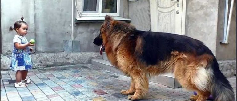 Das Mädchen rettete einen großen Hund vom Markt.  Niemand mochte ihn, während er Wärme und Glück wollte.