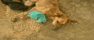 Das arme Mädchen lag allein auf dem trostlosen Feld, als Hunderttausende von Ameisen sie fast verschlangen