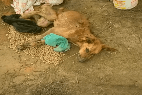 Das arme Mädchen lag allein auf dem trostlosen Feld, als Hunderttausende von Ameisen sie fast verschlangen