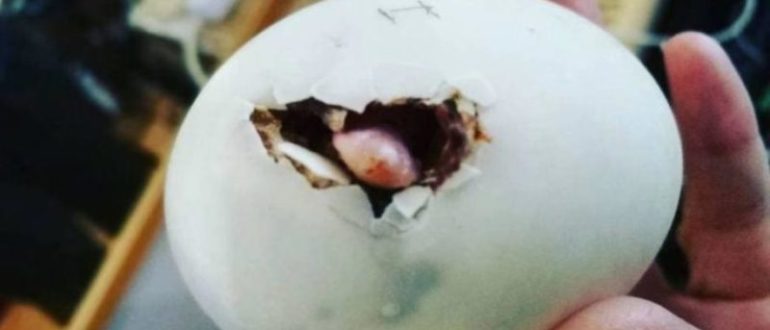 Das hat eine Frau in einem Restaurant-Ei gefunden  es ist wirklich unglaublich