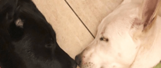 Das letzte Plädoyer dafür, dass das Paar verwandter Hunde zusammen adoptiert wird, erstreckt sich weit und breit