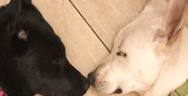 Das letzte Plädoyer dafür, dass das Paar verwandter Hunde zusammen adoptiert wird, erstreckt sich weit und breit
