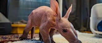 Der Chester Zoo feiert die Geburt seines allerersten Erdferkels