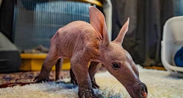 Der Chester Zoo feiert die Geburt seines allerersten Erdferkels