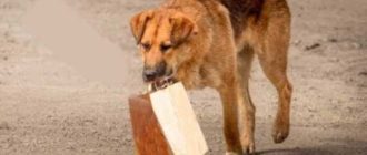 Der Hund holte jeden Tag sein Futter und trug es in einer Tasche zur Unterführung.  Der Mann folgte ihm