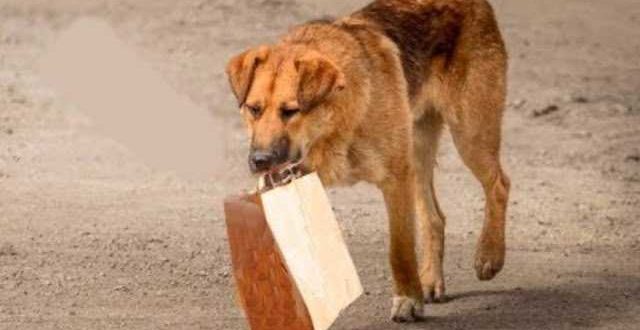 Der Hund holte jeden Tag sein Futter und trug es in einer Tasche zur Unterführung.  Der Mann folgte ihm