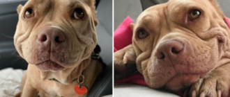 Der streunende Hund kann nicht aufhören zu lächeln, nachdem er gerettet wurde. Er wird jetzt als der „glücklichste Hund der Welt“ bezeichnet.