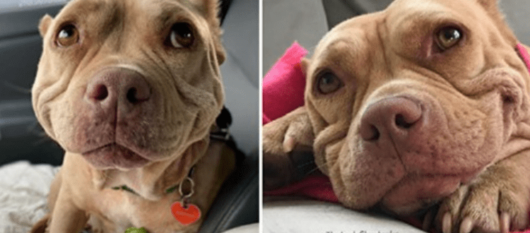 Der streunende Hund kann nicht aufhören zu lächeln, nachdem er gerettet wurde. Er wird jetzt als der „glücklichste Hund der Welt“ bezeichnet.