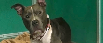 Der verlorene Hund war zwei Tage davon entfernt, gebissen zu werden, aber er hoffte immer noch, dass sein Besitzer ihn retten würde