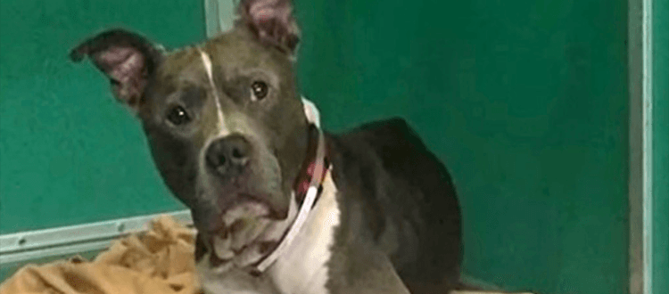 Der verlorene Hund war zwei Tage davon entfernt, gebissen zu werden, aber er hoffte immer noch, dass sein Besitzer ihn retten würde