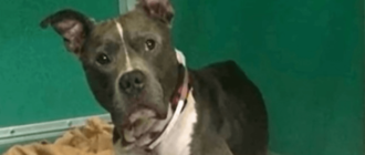 Der verlorene Hund wurde zwei Tage später eingeschläfert, aber er hoffte immer noch, dass Papa ihn retten würde