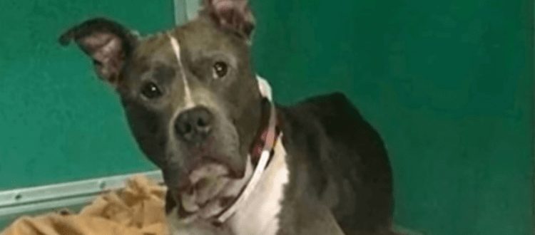 Der verlorene Hund wurde zwei Tage später eingeschläfert, aber er hoffte immer noch, dass Papa ihn retten würde