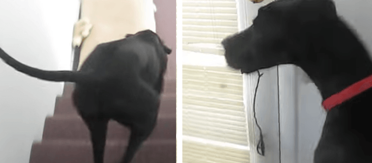 Die Deutsche Dogge wird verrückt, als sie sieht, dass ihr Soldatenvater zurück ist