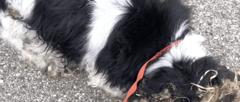 Die Leute fanden einen erschöpften, übergroßen Hund, der kaum seinen Kopf heben konnte