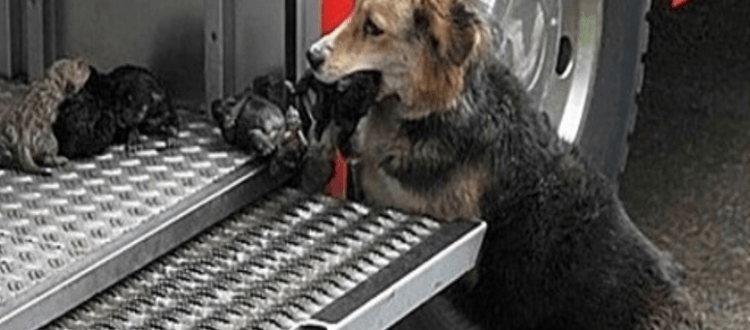 Die heldenhafte Hundemutter ging mehrmals durchs Feuer, um ihre Welpen zu retten