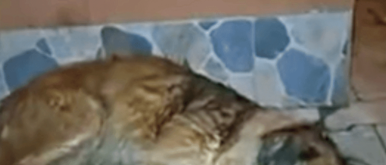 Die rücksichtsvollen Seelen decken 'Dead Stray' mit einer Decke zu und bücken sich, während seine Augen immer noch weinen