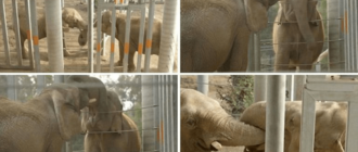 Ein Elefant, der 37 Jahre lang kein anderes Tier seiner Art getroffen hat, webt sanft seinen Rüssel mit seinem neuen Freund