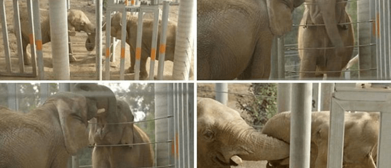 Ein Elefant, der 37 Jahre lang kein anderes Tier seiner Art getroffen hat, webt sanft seinen Rüssel mit seinem neuen Freund