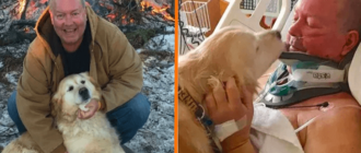 Ein Golden Retriever rettete einem Mann das Leben, der sich das Genick brach und erfror