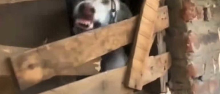 Ein Hund, der mehr als ein Jahr in einem Raum eingesperrt war, zeigte den Rettern seine Zähne