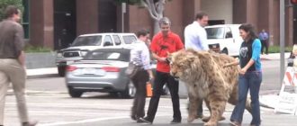 Ein Säbelzahntiger entkommt der Straße und kommt einem Kind „gefährlich“ nahe