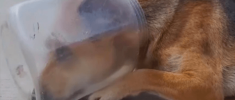 Ein verzweifelt erschöpfter Hund mit einem Topf auf dem Kopf legte sich hin und begann zu würgen