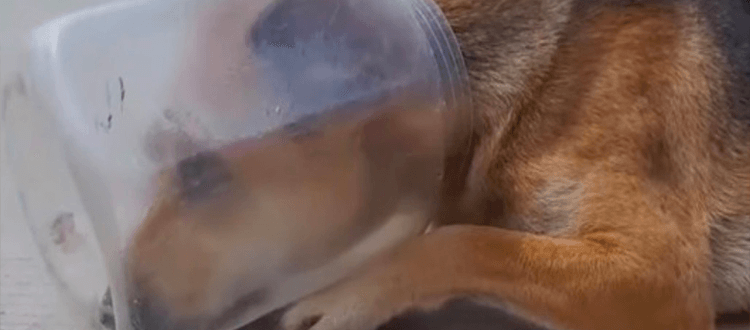 Ein verzweifelt erschöpfter Hund mit einem Topf auf dem Kopf legte sich hin und begann zu würgen
