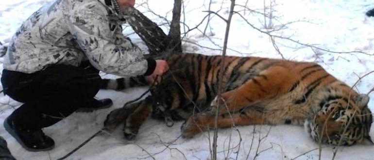Ein wilder Tiger kam, um um Hilfe zu bitten, um die Schlinge um seinen Hals zu entfernen