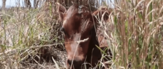 Eine Mutterkuh versteckt ihr neugeborenes Kalb, um nicht weggenommen zu werden