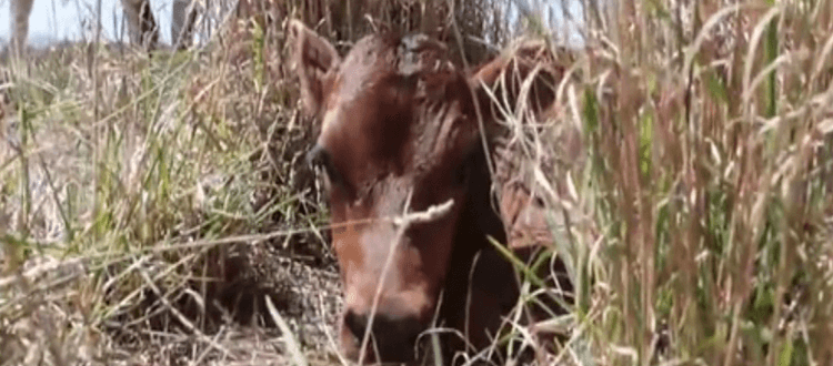 Eine Mutterkuh versteckt ihr neugeborenes Kalb, um nicht weggenommen zu werden
