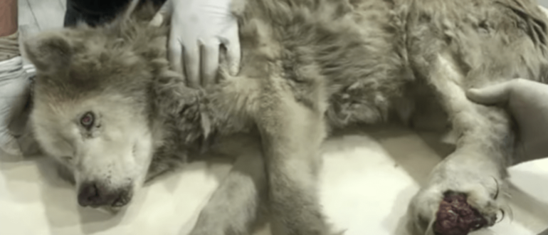 Ekelhafter alter Husky mit infizierter Pfote verbirgt seine Pracht unter seinem Schmerz