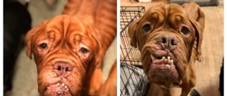 Französischer Mastiff mit unheilbarem Krebs findet endlich ein liebevolles Zuhause, um den Rest seines Lebens zu verbringen