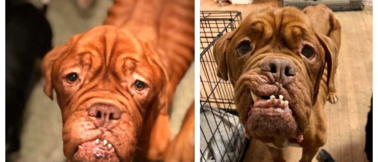 Französischer Mastiff mit unheilbarem Krebs findet endlich ein liebevolles Zuhause, um den Rest seines Lebens zu verbringen