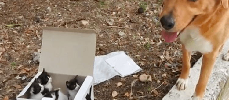 Hund führt Retter zu einer Kiste mit verlassenen Kätzchen und wird dann der beste Pflegevater