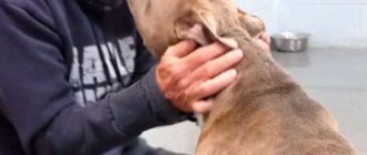 Hund kann nicht glauben, dass sein Vater ihn nach 200 Tagen endlich gefunden hat