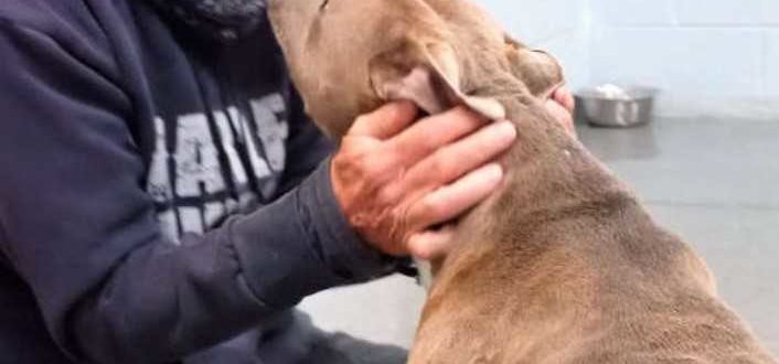 Hund kann nicht glauben, dass sein Vater ihn nach 200 Tagen endlich gefunden hat