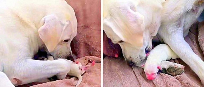 Mama Dσg versucht verzweifelt, ihre schwächste Muschi und ihren Zwerg aus ihrem Wurf zu retten