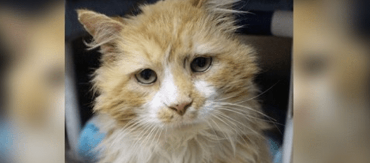 Nachdem sie von einer Familie ausgesetzt wurde, läuft eine Katze 30 km zurück, um erneut zurückgewiesen zu werden