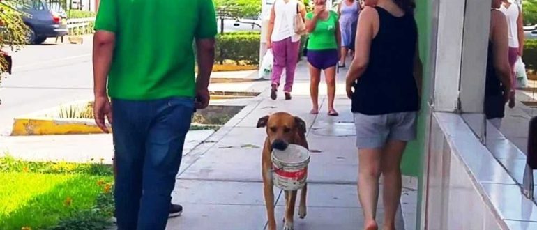 Obdachloser Hund, der seit Tagen durstig ist, findet verlassenen Eimer und bittet um Wasser