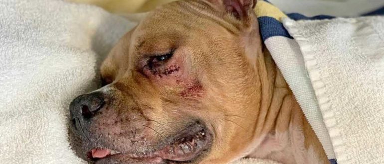 Selbst mit 4 gelähmten Beinen behielt ein unerwünschter Pitbull seinen Kampfgeist