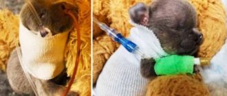 Traurige Geschichte eines mutterlosen neugeborenen Welpen: Das Leben hat gerade erst begonnen, aber er hat in seinem Leben so viel Schmerz erlitten