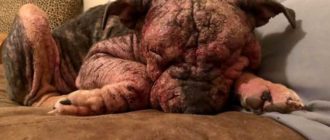„Sie stank, sie konnte nichts sehen, und sie blutete überall auf der Couch“: Fürsorgliche Menschen außer dem sterbenden Hund und ihre Verwandlung ist erstaunlich