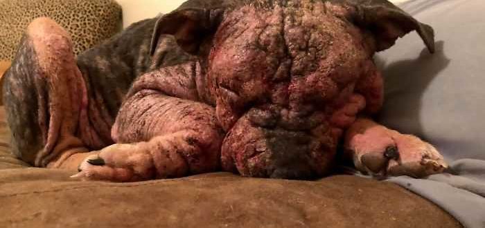 „Sie stank, sie konnte nichts sehen, und sie blutete überall auf der Couch“: Fürsorgliche Menschen außer dem sterbenden Hund und ihre Verwandlung ist erstaunlich