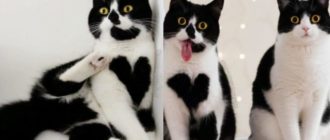 Das ist Zoë, die niedliche Katze, die buchstäblich ihr kleines Herz auf der Brust hat