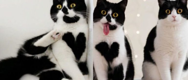 Das ist Zoë, die niedliche Katze, die buchstäblich ihr kleines Herz auf der Brust hat