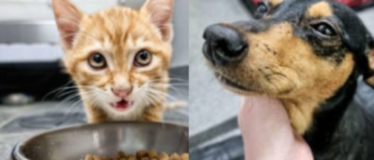 Das kleine Kätzchen schleicht sich aus der Kiste, um den verängstigten Welpen beim Tierarzt zu trösten